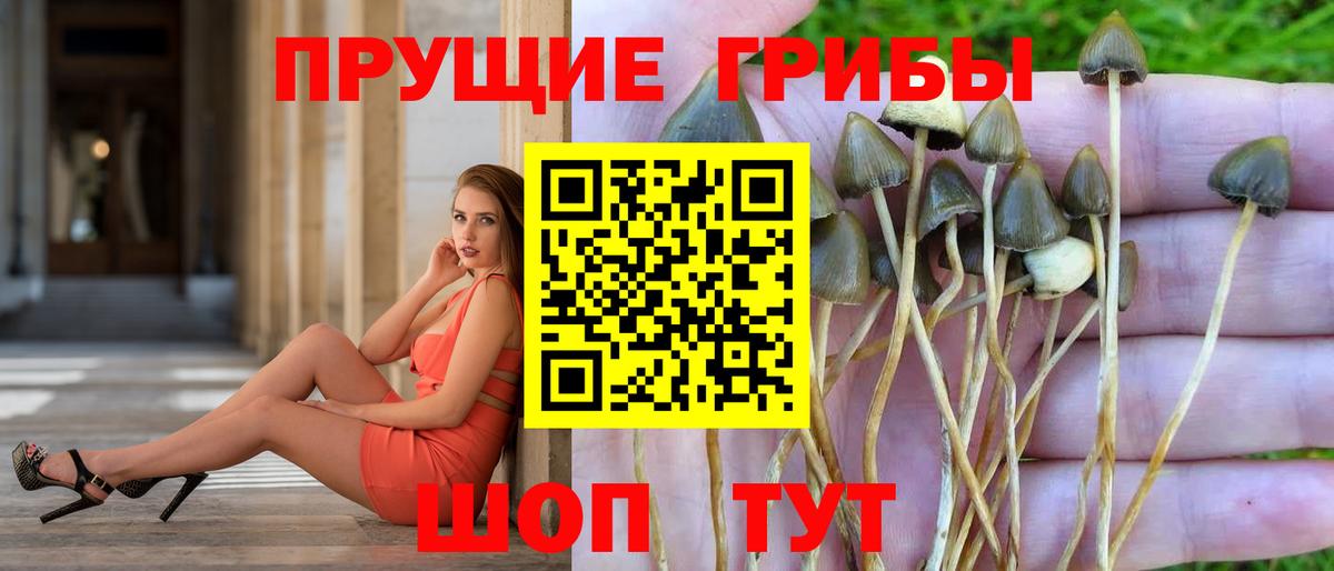 Долгопрудный  Галлюциногенные грибы прущие грибы  Вход с VPN  Галлюциногенные грибы мицелий 